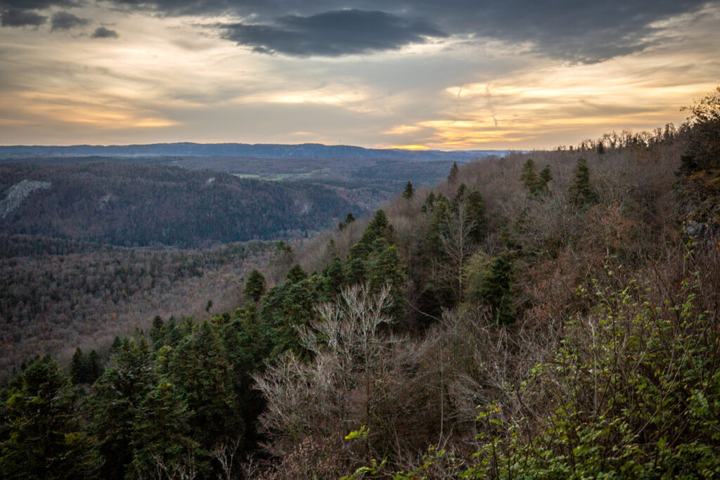Defendre la forêt de Loulle contre les panneaux photovoltaïques