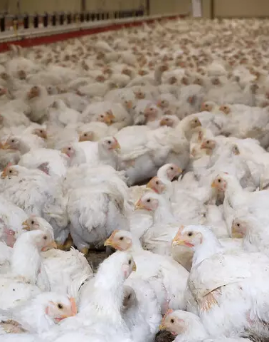 Dans une fermes-usines par L214, association qui dénonce la mise en esclavage du vivant