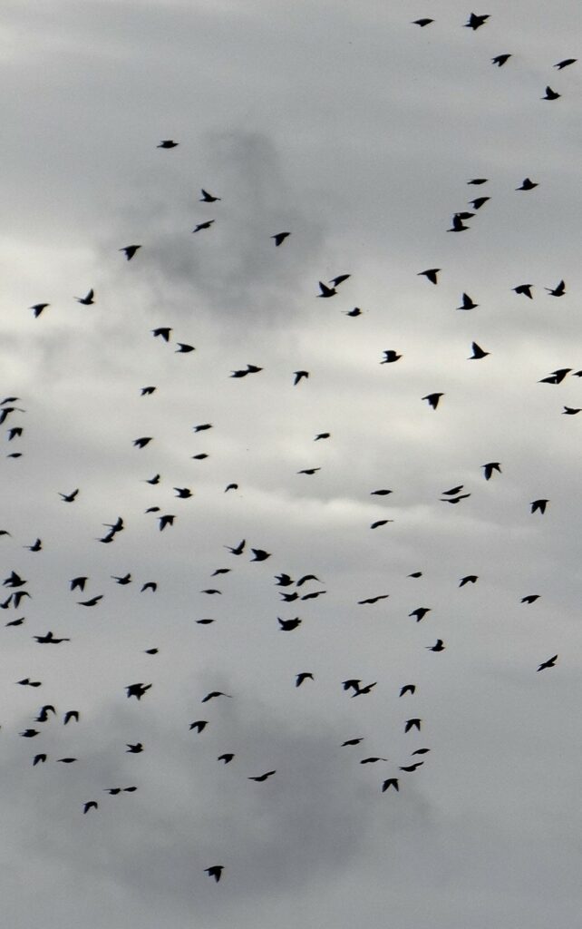 les étourneaux libres plutôt que des fermes usines