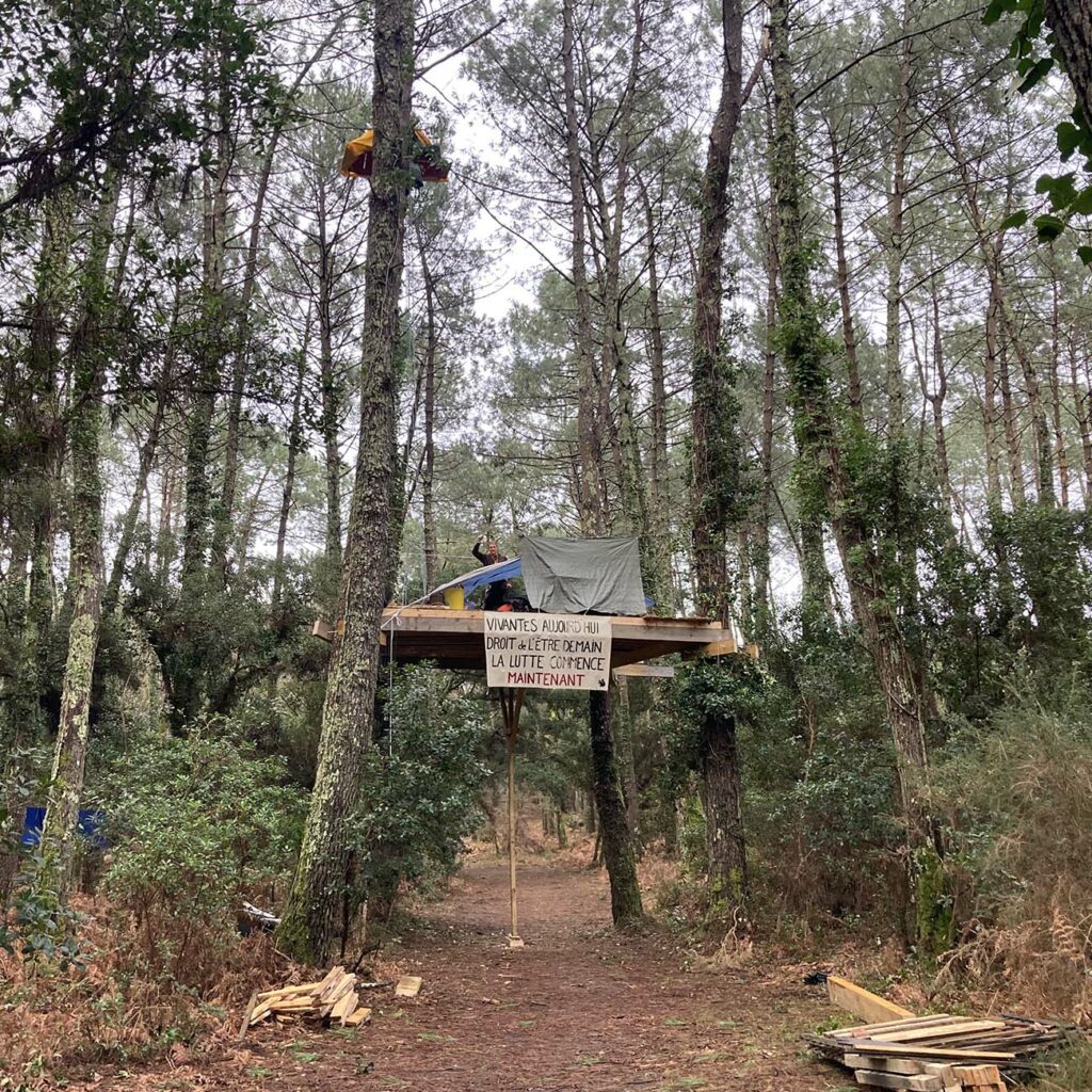 Action de perturbation - cabanes dans les arbres